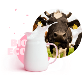 about_cow-and-milk